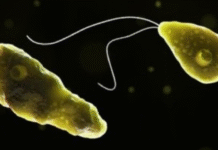 Kerala Reports 19 Deaths from Brain-Eating Amoeba; Doctors Warn Against Swimming in Contaminated Water