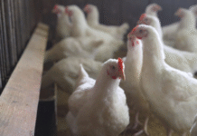 US Confirms First Case of Highly Pathogenic Avian Flu in Nebraska Dairy Herd