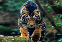 Odisha’s Black Tigers of Similipal Make National Geographic Cover, Boosting Global Tourism Spotlight