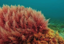 Expert Says India Could Use Algae to Extract Rare Earths, Cut Reliance on Mining