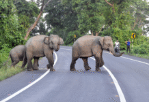 Elephant-Human Clashes Surge in Coimbatore as Forest Guard Shortage Grows