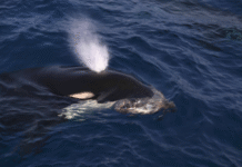 CMFRI Study Helps Secure U.S. Market Access for Indian Seafood Exports