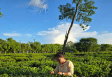 Nagaland University Study Uncovers Tea Blossoms’ Potential for Wellness Products and Rural Upliftment