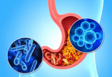 New Antibiotic EVG7 Shows Promise Against Dangerous Gut Infection with Minimal Dose