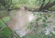 Young Elephant Critically Injured in Suspected Maoist IED Blast in Jharkhand’s Saranda Forest