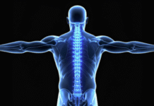 Japanese Researchers Regenerate Bone Using Stem Cells from Fat Tissue