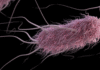 Study Finds Antimicrobial Peptides Could Help Control Salmonella and E. coli, Offering Alternative to Antibiotics