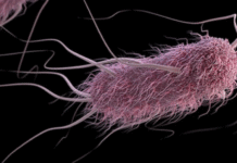 Study Finds Antimicrobial Peptides Could Help Control Salmonella and E. coli, Offering Alternative to Antibiotics