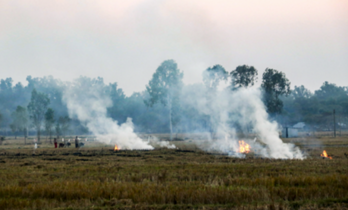 Crop Burning in Northern India