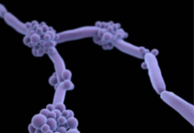 Indian Study Warns Drug-Resistant Fungus Is Becoming More Deadly, Spreading Worldwide