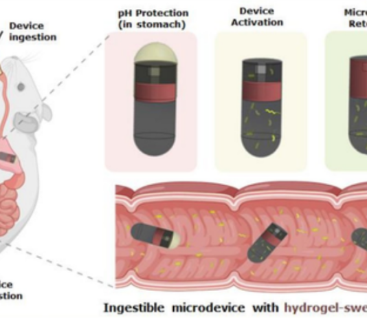 IIT Delhi and AIIMS Develop Swallowable Device to Sample Bacteria From the Small Intestine