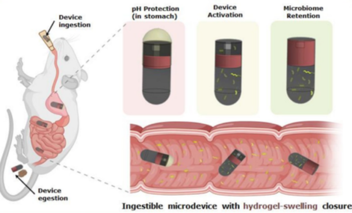Swallowable Device to Sample Bacteria From the Small Intestine