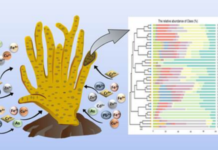 Indian Study Highlights Role of Freshwater Sponges in Tackling Toxic Metal Pollution