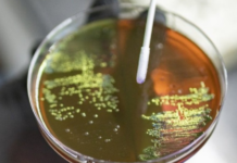 High Levels of Airborne Superbugs in Delhi Pose Significant Public Health Risks