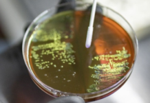 Study Links Antibiotic Use During Pregnancy to Higher Risk of Bacterial Disease in Newborns