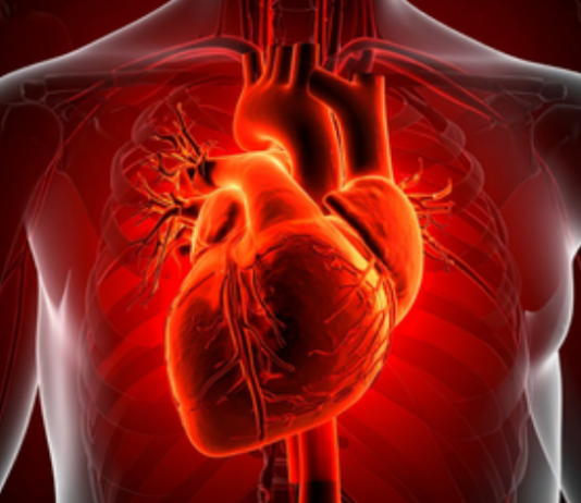 Human Heart Can Regrow Muscle Cells After Heart Attack, Study Finds