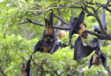 WHO Monitoring Nipah Cases in India, Rules Out Travel Curbs