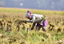 India Overtakes China as World’s Largest Rice Producer