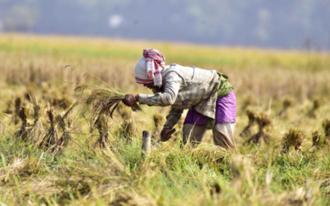India Overtakes China as World’s Largest Rice Producer - INDIA New ...