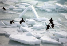 World’s Oceans Absorbed Record Heat in 2025, Study Finds