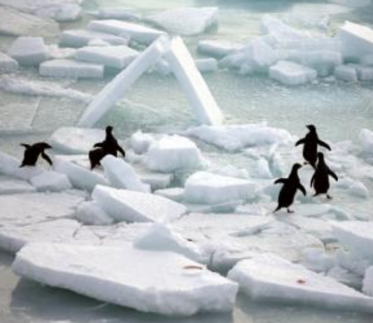 World’s Oceans Absorbed Record Heat in 2025, Study Finds