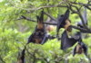 Japanese Researchers to Begin Human Trial of Nipah Vaccine in April