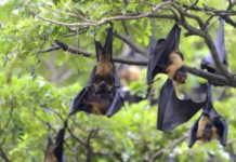 Japanese Researchers to Begin Human Trial of Nipah Vaccine in April