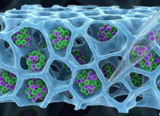 IIT Bombay Develops Gentler Method to Recover T Cells for Cancer Therapies