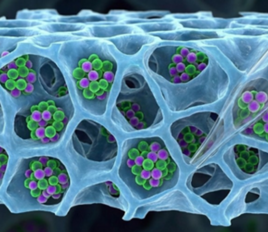 IIT Bombay Develops Gentler Method to Recover T Cells for Cancer Therapies