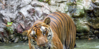 Madhya Pradesh High Court Seeks Report on Spike in Tiger Deaths